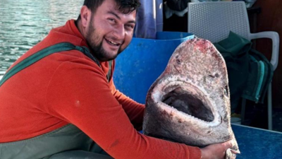 Yalova'da balıkçılar 4 metrelik köpek balığı yakaladı