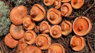 Mantar toplayanlar dikkat! Uzman isimden kritik uyarı