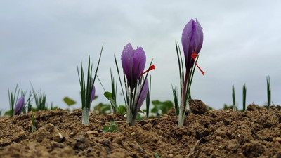 Gramı 600 TL'ye satılıyor! Malatya Battalgazi'de üretiliyor