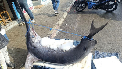 Hatay'da 138 kiloluk kılıç balığı ilgi odağı oldu