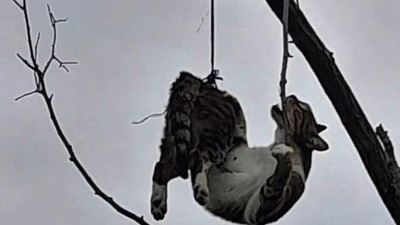Samsun’da ağaca asılı bulunan kedi kurtarıldı