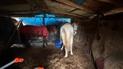 Sakarya'da at kesimi operasyonu! 5 at kurtarıldı