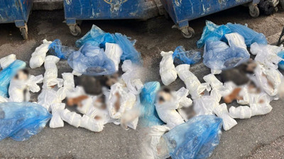 33 kedinin ölümüyle suçlanan veteriner hekim hakkında yeni gelişme