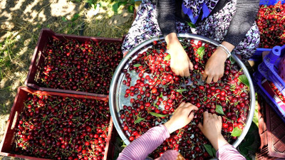Dalları kiraz bastı, üreticiyi maliyet batırdı! Kirazda fiyat krizine karşı ‘kooperatifleşme’ çağrısı