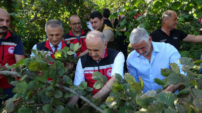 Ordu'da fındık hasadı resmen başladı