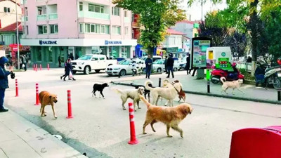 O ilde sokak hayvanlarını beslemek yasaklandı