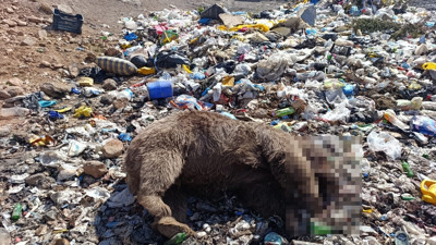 Kiğı'da 3 bozayının vurularak öldürülmesiyle ilgili çalışma başlatıldı