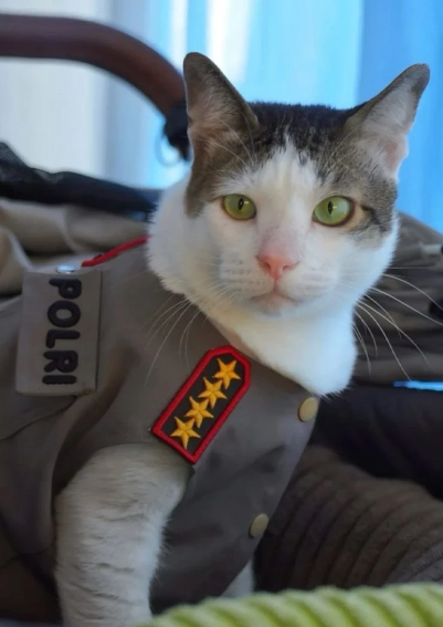 Bobby adlı kediye devlet koruması ve özel araç - Resim: 6