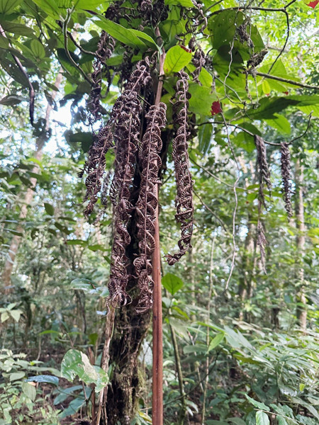 Ekvador’a Yolculuk - 3 Tropikal Yağmur Ormanları ve Amazon Nehri - Resim: 16