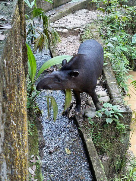 Ekvador’a Yolculuk - 3 Tropikal Yağmur Ormanları ve Amazon Nehri - Resim: 3