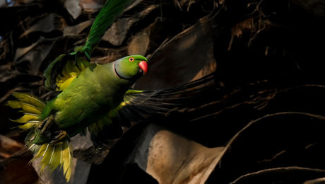 Yeşil Papağan kuşu özellikleri: Nasıl beslenir? Yeşil Papağan kuşu nerede yaşar?