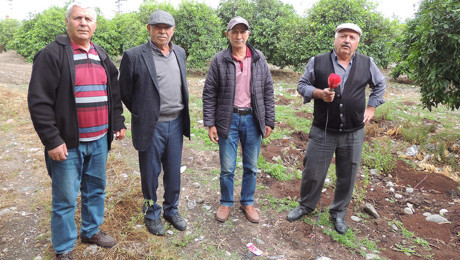Hatay’da üreticiler kuruyan narenciye ağaçlarını söküyor