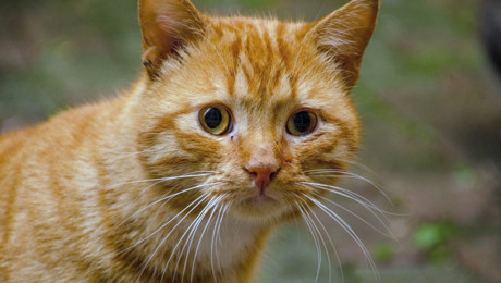 Kedilerdeki turuncu tüylerin arkasındaki gen sonunda bulundu