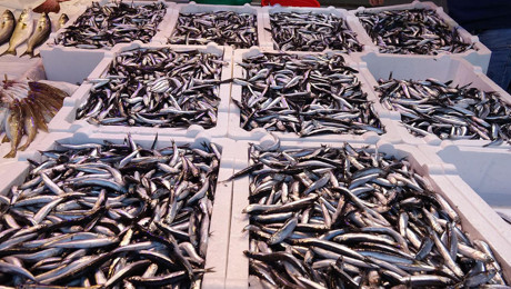 Trabzon'da hamsinin kilosu 100 lira oldu!