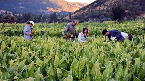 Tütünde üretim düşerken ithalat artıyor