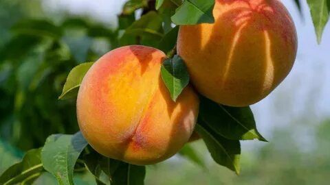 Şeftali tahtı kimin? İşte dünyada en fazla şeftali üreten ülkeler - Resim: 6