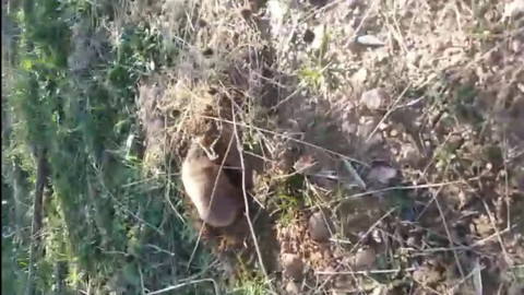 Manisa’da ortaya çıktı! Yer altının gizemli canlısı