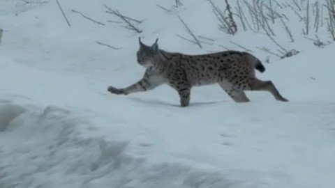 Nesli tehlike altındaki vaşak böyle görüntülendi