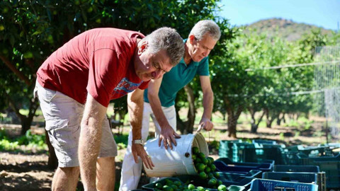Bodrum’da 104 üreticiden alınan yeşil mandalinler endüstriye gönderildi