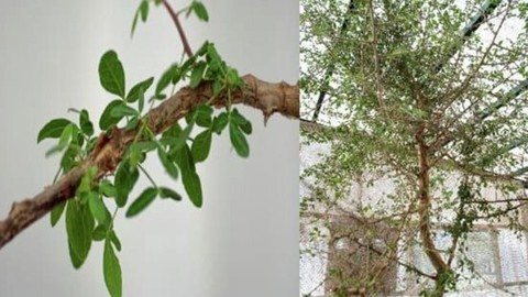 Yaklaşık bin yıllık tohum keşfedildi! 'İncil'de geçen antik bir merhemin kaynağı olabilir'