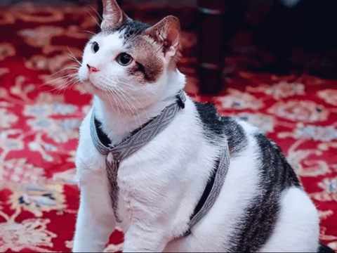 Bobby adlı kediye devlet koruması ve özel araç