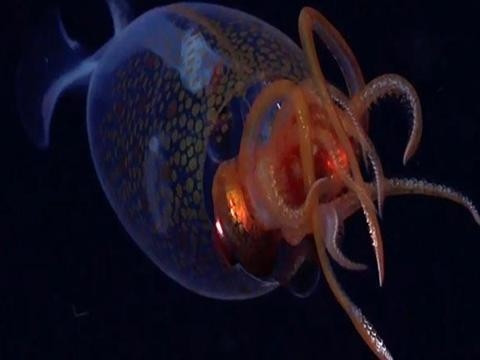 Dev kalamar doğal ortamında ilk kez görüntülendi - Resim : 1