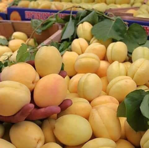 Arsuzlu kayısı üreticilerinin yüzü gülüyor - Resim : 1