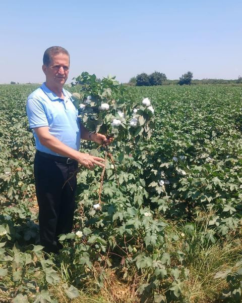 Şanlıurfa, Çukurova ve Söke’de pamuk üretimi krizde! Türkiye pamuktan vazgeçiyor ithalata devam - Resim : 3