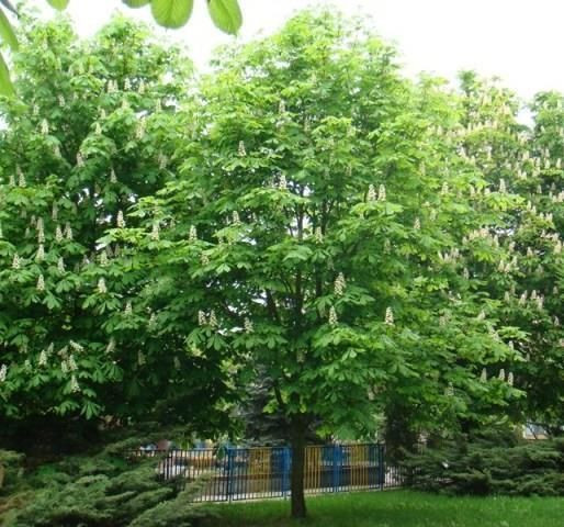 Osmanlı hakkında az bilinen 15 bilgi! - Resim: 6