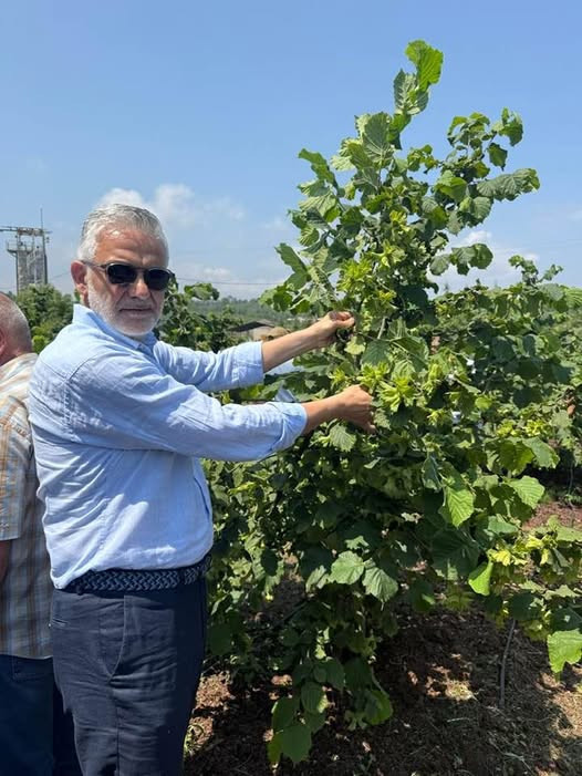Ordu’da üreticiler fındık hasadına başladı - Resim : 1