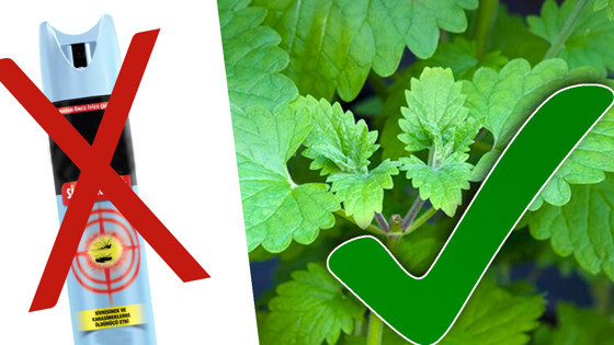 Bu çiçeklerin olduğu yere sinek ve böcek girmiyor! İşte doğal sinek ve böcek kovarlar