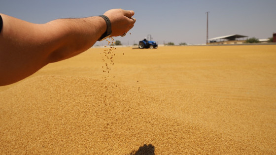 Sofraların vazgeçilmez lezzeti! Bulgur nasıl yapılıyor?