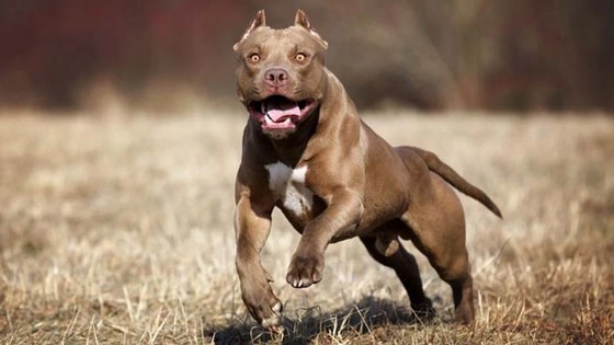 İstanbul'da dehşet! Polise pitbull saldırdı!