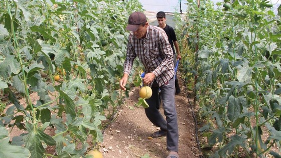 Antalya'da üretti! Tüccar ve komisyoncuları hayrete düşürdü! Tanesini 300 liradan kapış kapış satıyor