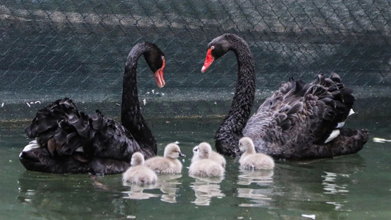 Ankara’nın simgelerinden biri! Ziyaretçilerin gözdesi oldu