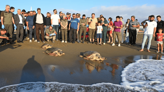 Tedavi edilen carettalar Samandağ’da özgürlüğüne kavuştu