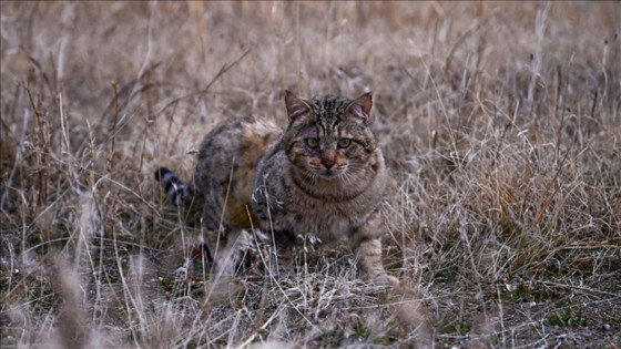 2050’ye kadar 2.5 milyon kedi öldürülecek!