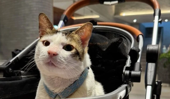 Bobby adlı kediye devlet koruması ve özel araç - Resim: 1