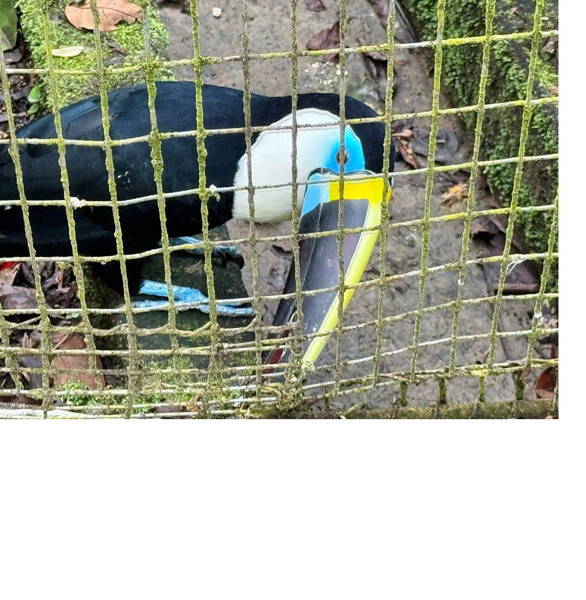 Ekvador’a Yolculuk - 3 Tropikal Yağmur Ormanları ve Amazon Nehri - Resim: 6