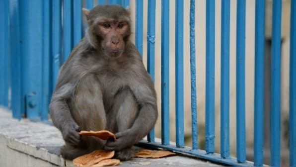 Trafoya 'maymun' girdi: Tüm ülke karanlığa gömüldü - Resim: 7