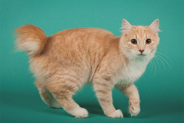 Batı aklını yitiriyor! İşte yasaklanan Rus kedileri - Resim: 12