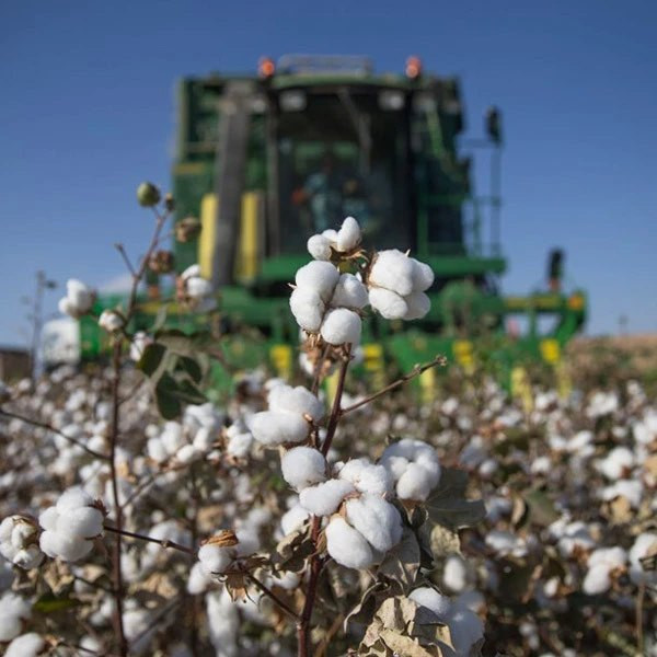 Şanlıurfa, Çukurova ve Söke’de pamuk üretimi krizde! Türkiye pamuktan vazgeçiyor ithalata devam - Resim : 1