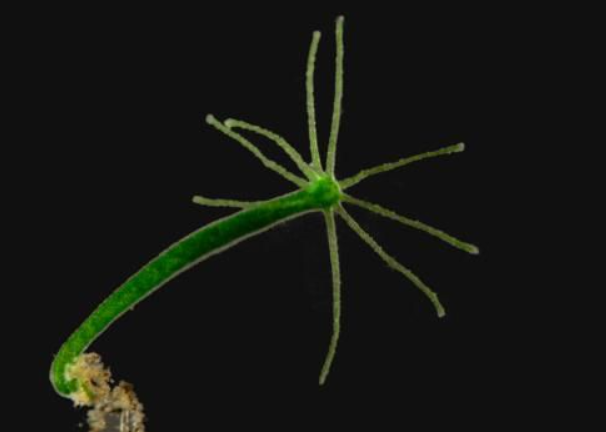 500 yıl yaşayan var: İşte, dünyanın en uzun süre yaşayan 10 hayvanı! - Resim: 10