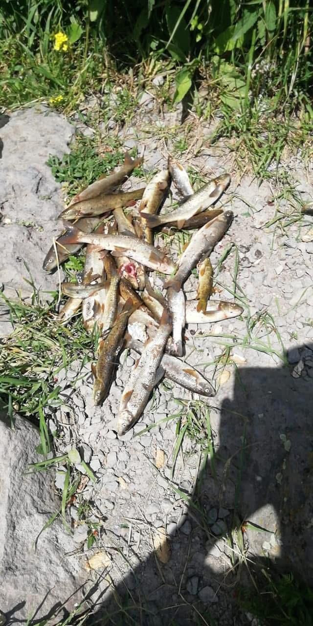 Ilgar’dan akan su hayvancılığa zarar - Resim : 1