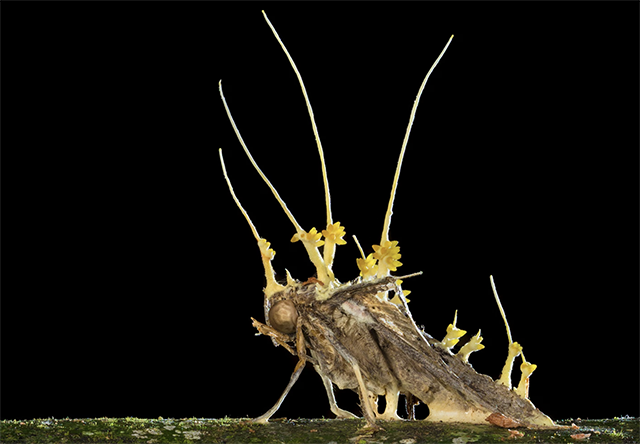 Akıllara The Last Of Us’ı getirdi… İngiltere alamda! Bu ölümcül mantar dezenfektanlara dirençli! - Resim : 3