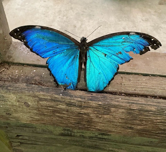 Ekvador’a Yolculuk - 3 Tropikal Yağmur Ormanları ve Amazon Nehri - Resim: 4