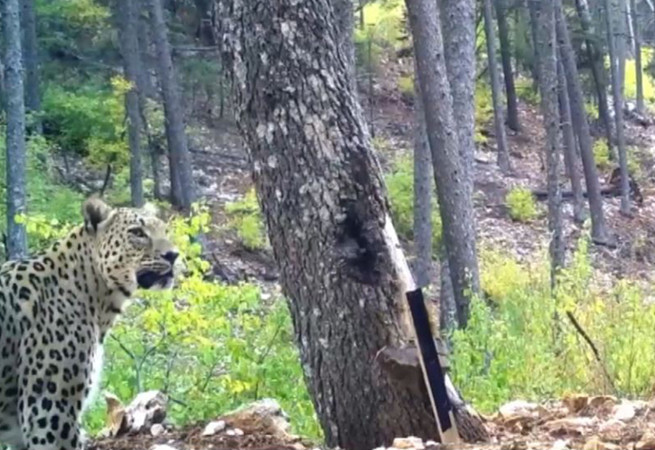 Anadolu Parsı bu kez fena yakalandı