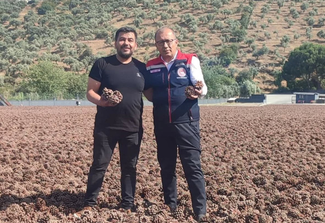 Aydın çam fıstığında hedef büyük