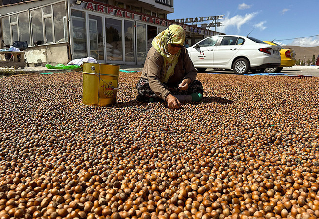 Üretici fındığı emanete bırakmadı fiyatlar yükseldi