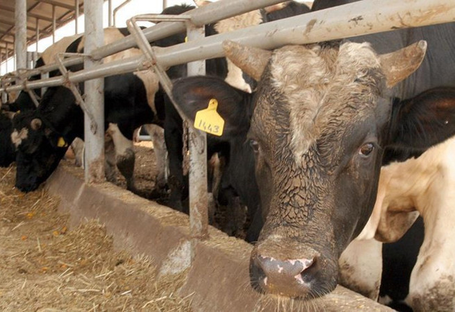 Deli dana hastalığının belirtileri neler? Uzmanı anlattı